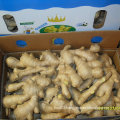 Good Quanlity Ginger/Fresh Ginger/Air-Dried Ginger